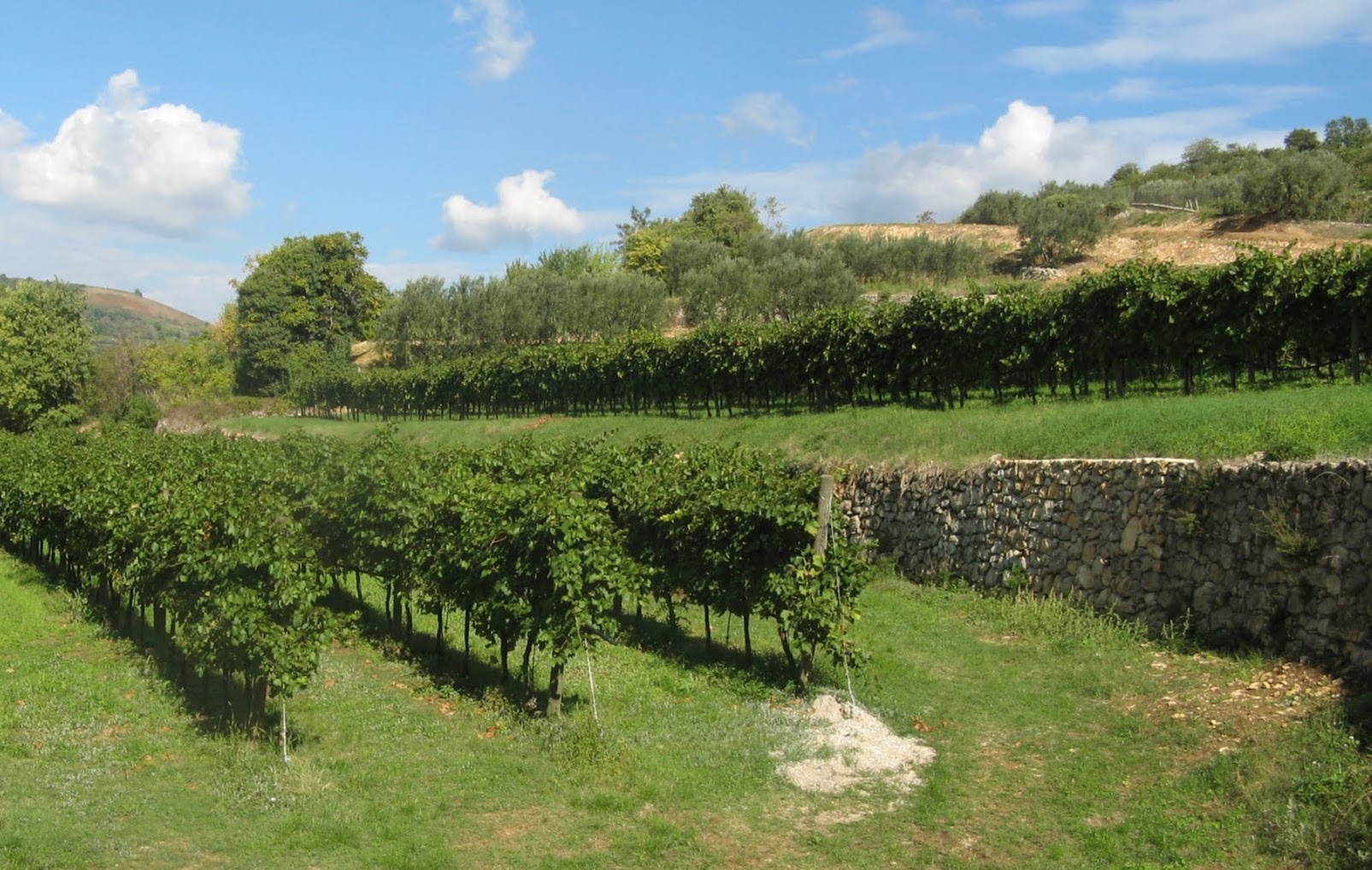 Los Viñedos de Soave fueron declarados Patrimonio Agrícola  de la Humanidad.