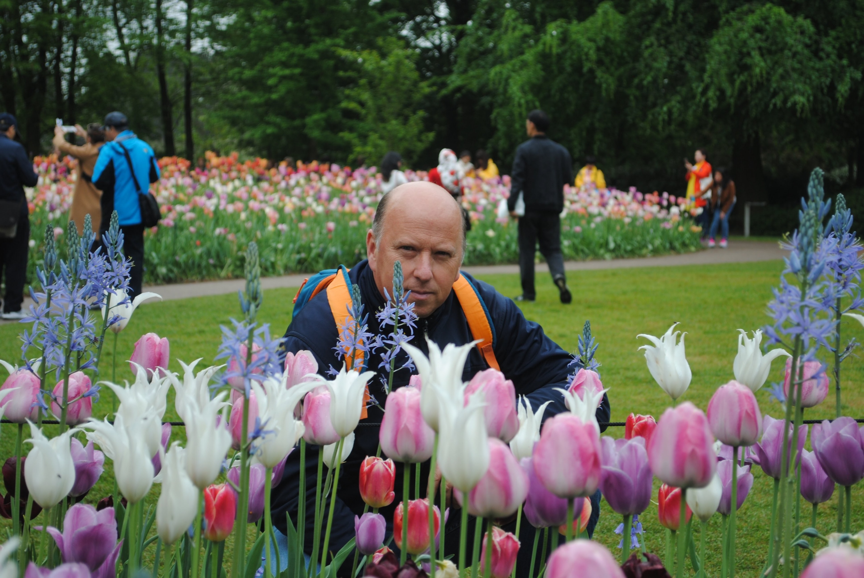 Los Tulipanes del parque Keukenhof. Amsterdam, Holanda.