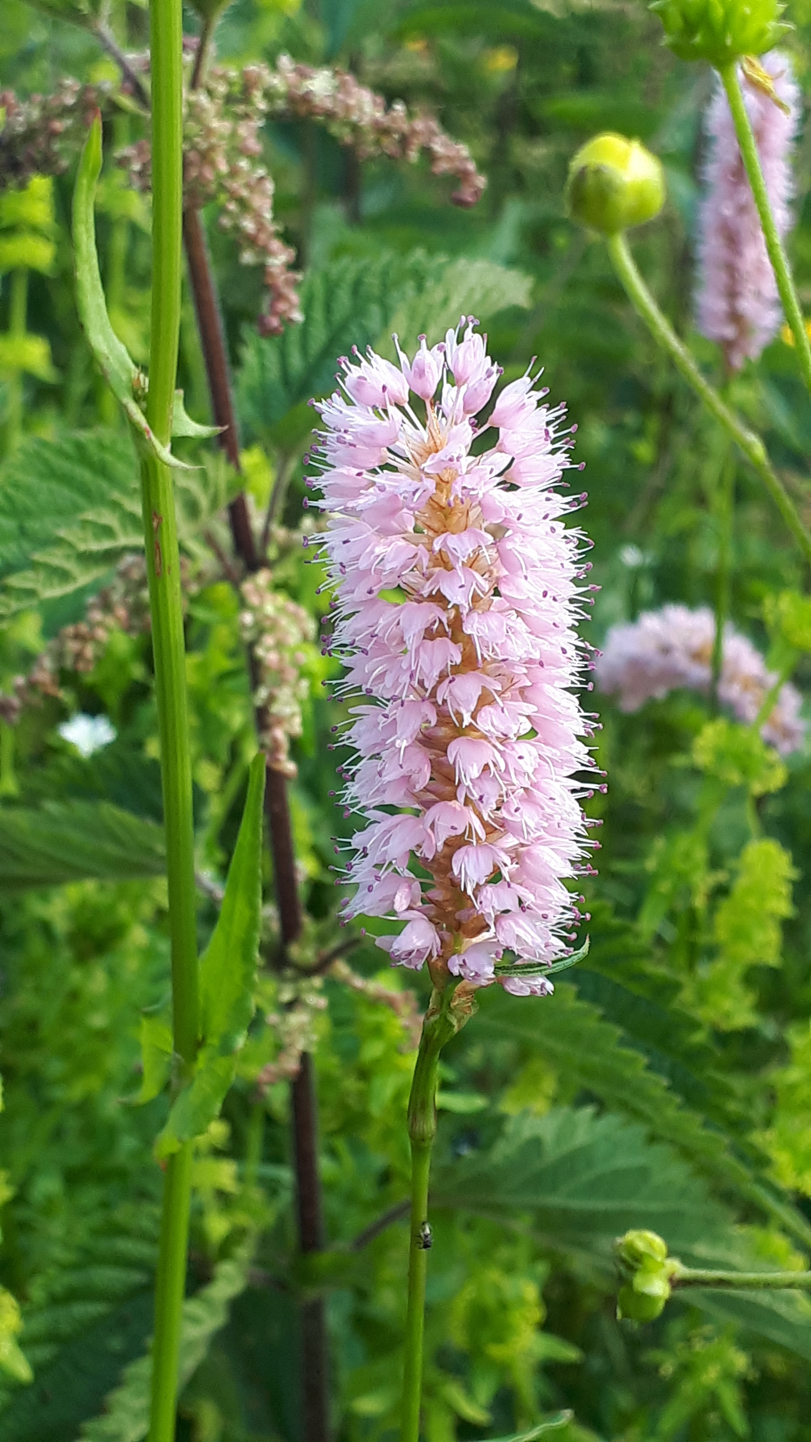 Flores Alpinas. Persicaria bistorta. Altopiano di Asiago, Vicenza.