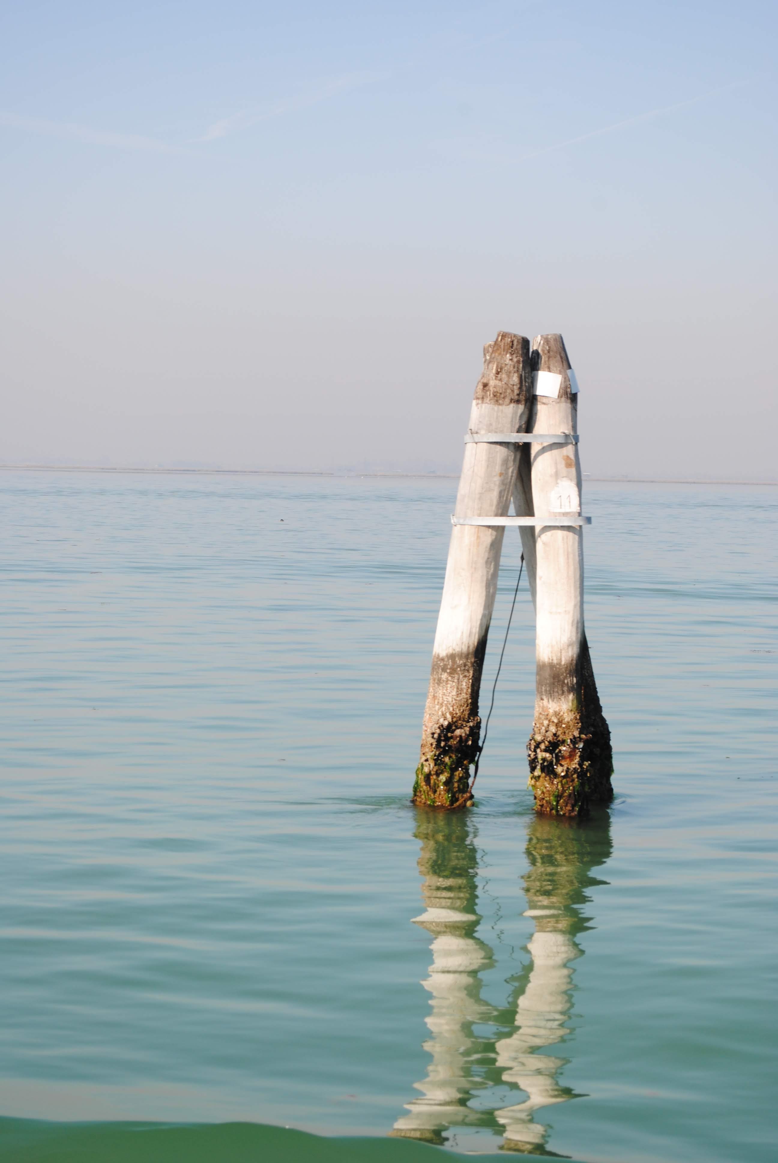¿Como se construyó Venecia?. La madera y Venecia, unidas por siempre.