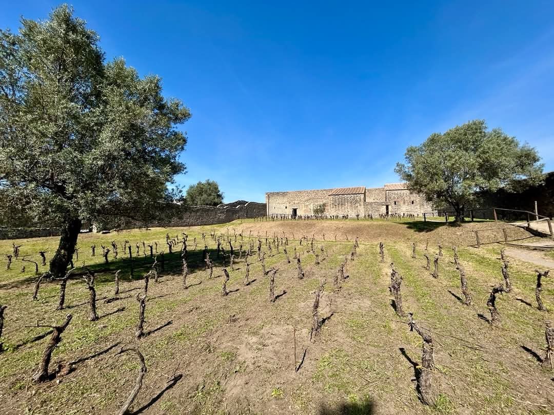 Después de siglos se producirá nuovamente vino en Pompei.