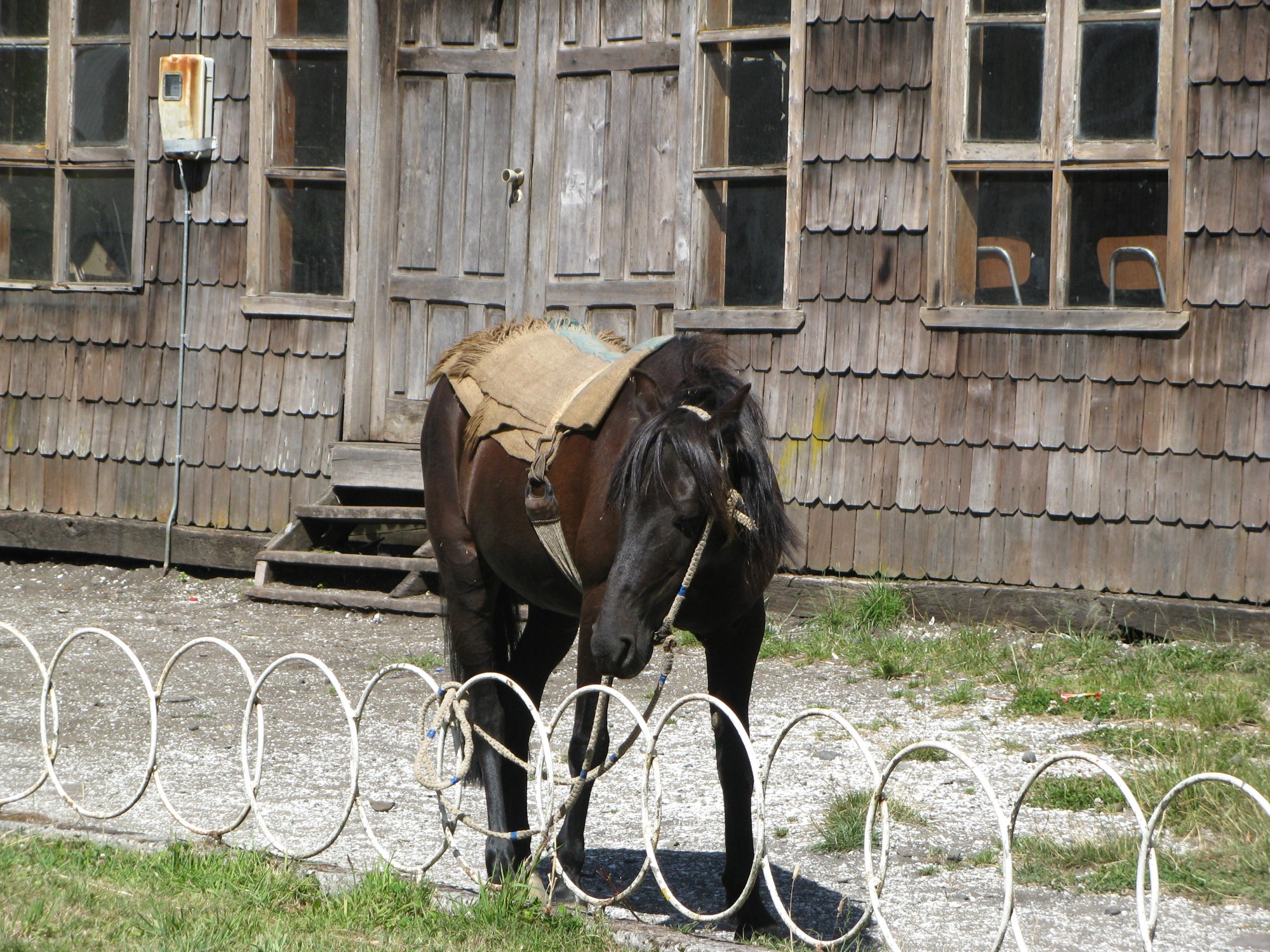 Un caballo Chilote en la Plaza de San Juan. Chiloe.