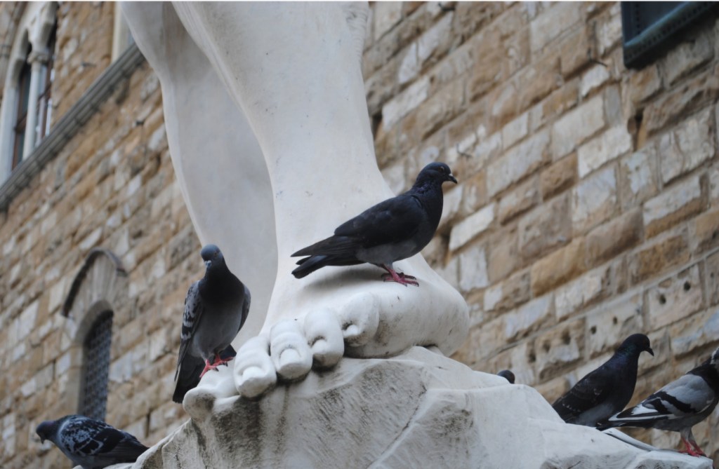El David y las Palomas, Florencia.