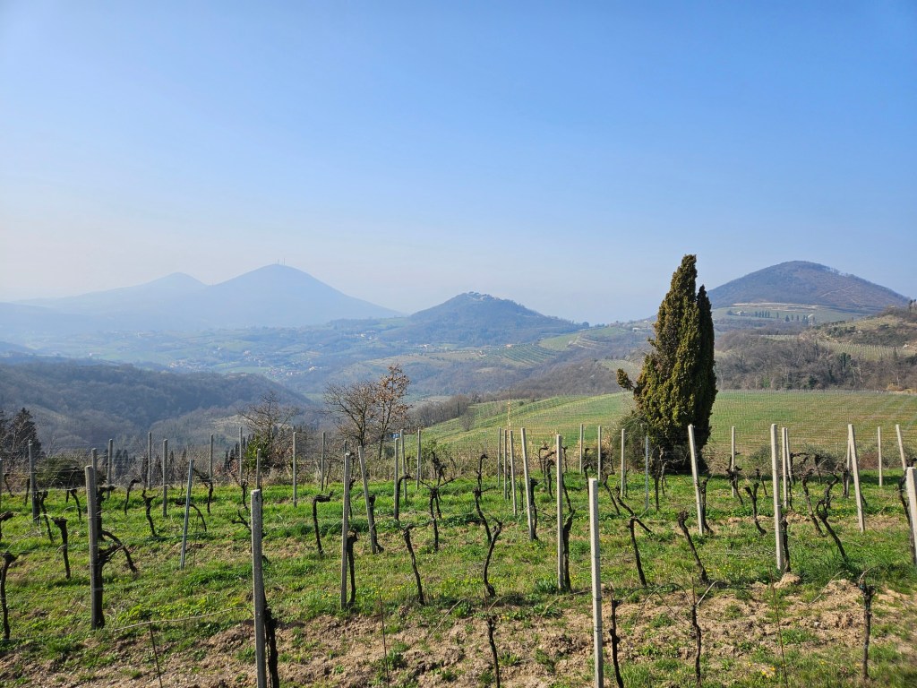 Girando per i Colli Euganei. Sentiero Monte&nbsp;Fasolo.