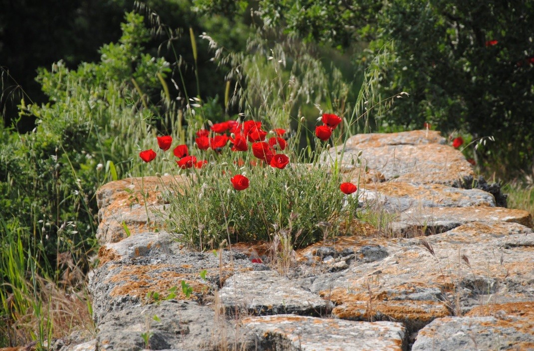 Amapolas en Troya. Turquía.