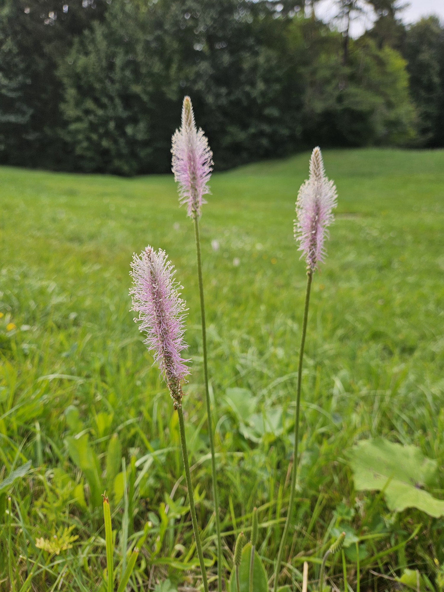 Flores en la Val di Sella, Valsugana, Trentino.