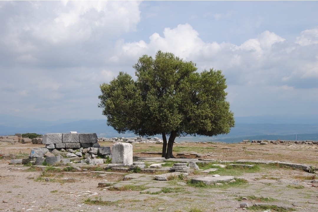 La naturaleza en Pérgamo, Turquía.